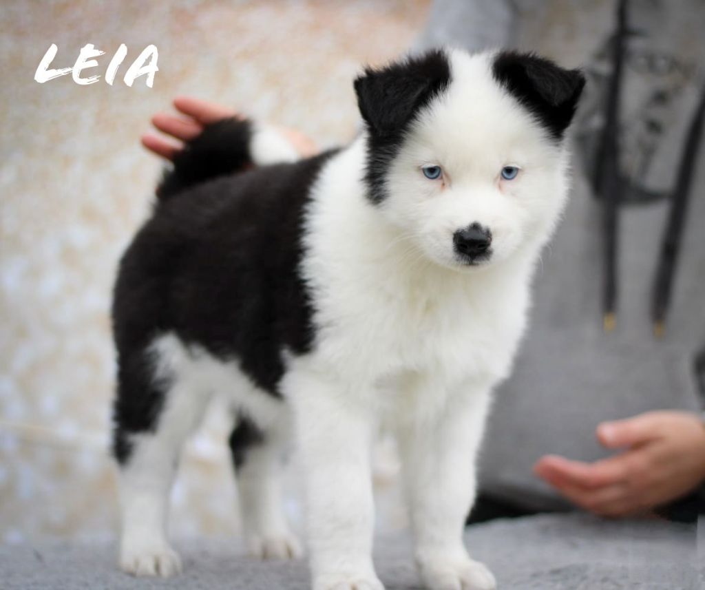 Moon Of Starlight - Chiot disponible  - Laika de iakoutie