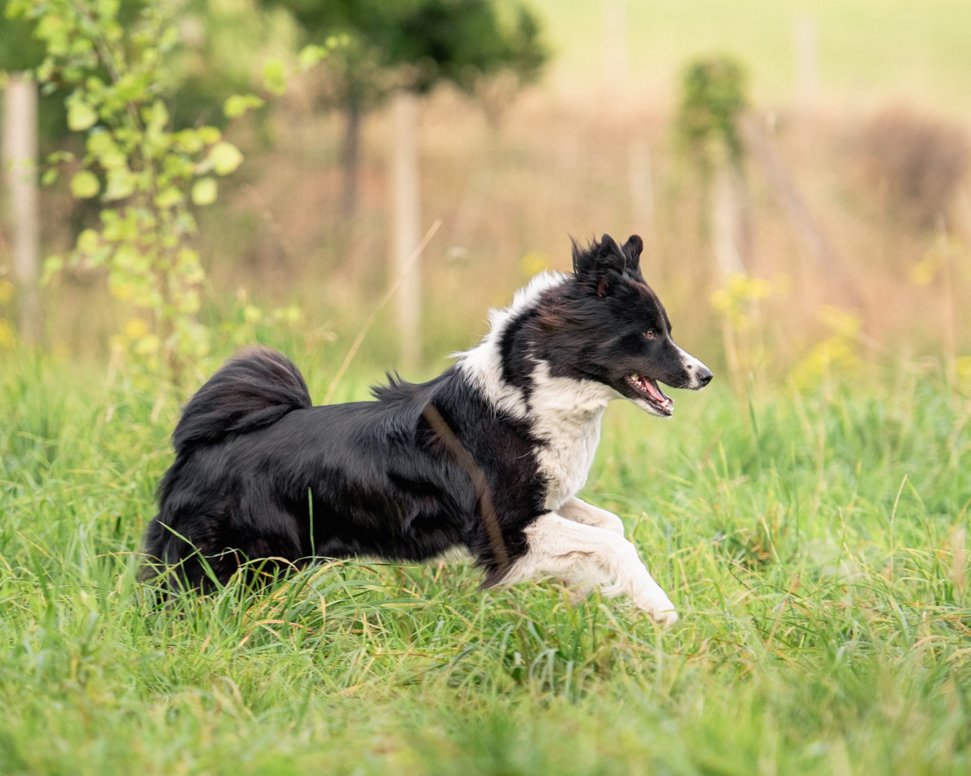 Argentea Ishtar (Sans Affixe)