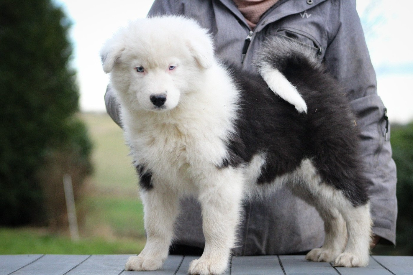 Aodh cherche sa famille !