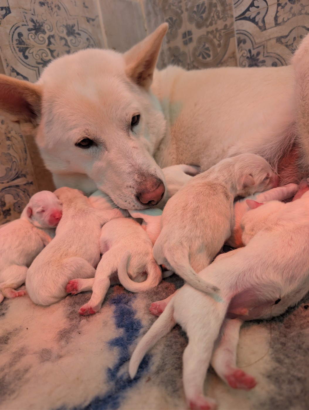 1 chiot cherche une famille !