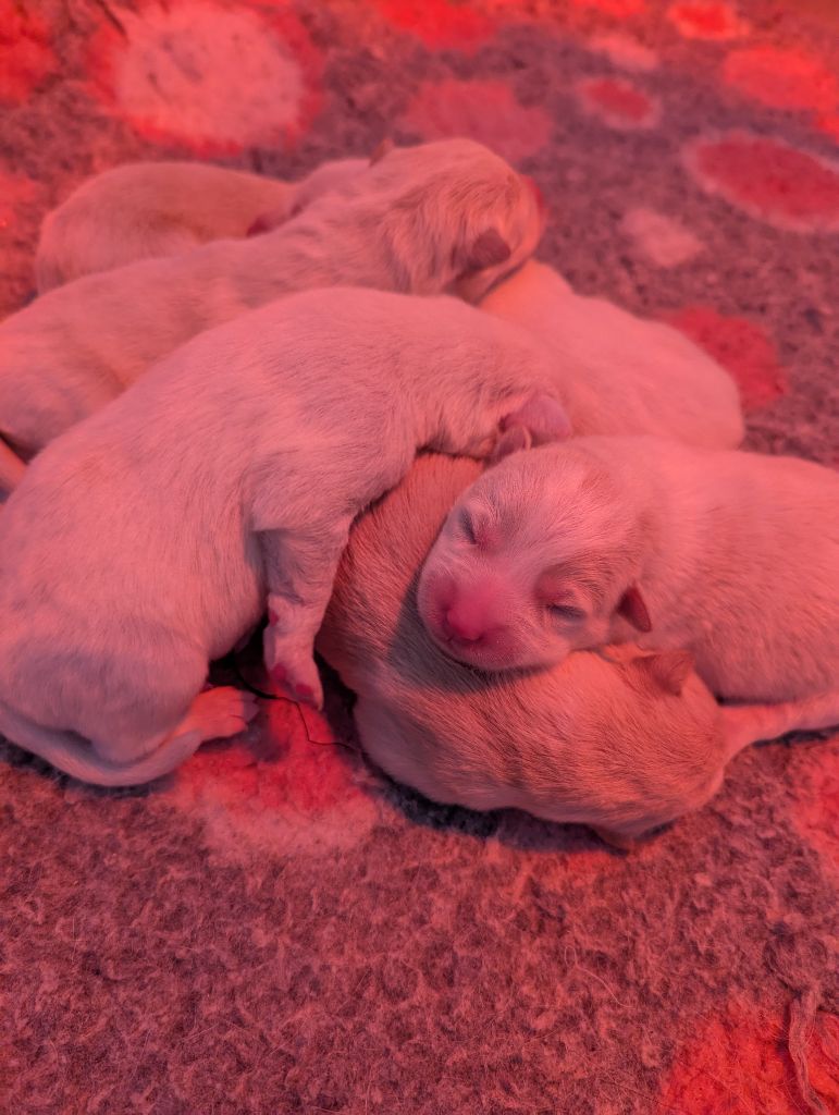 Portée réservée ! Prochaine naissance 2025/2026
