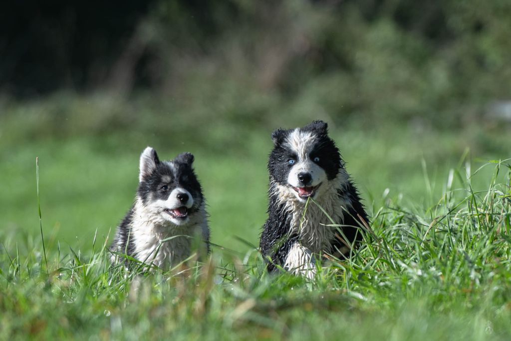 Dernier chiot disponible !