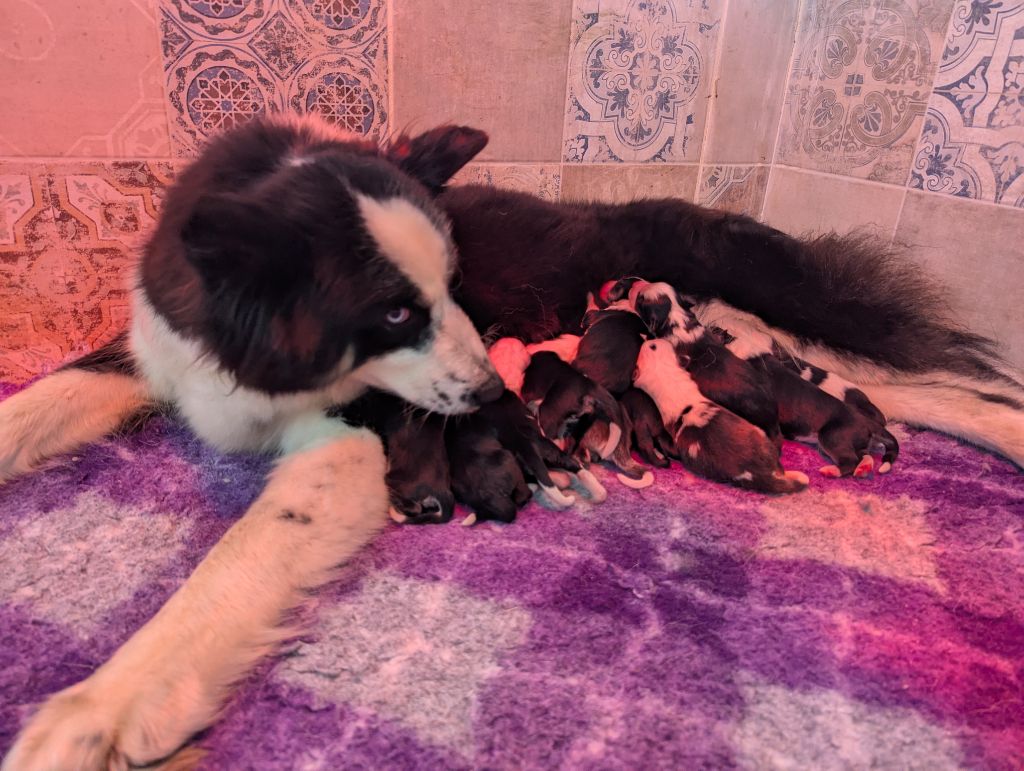 Les chiots sont nés ! Réservation ouverte !