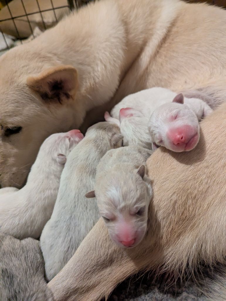 Chiots disponibles ? 1 mâle & 1 femelle 