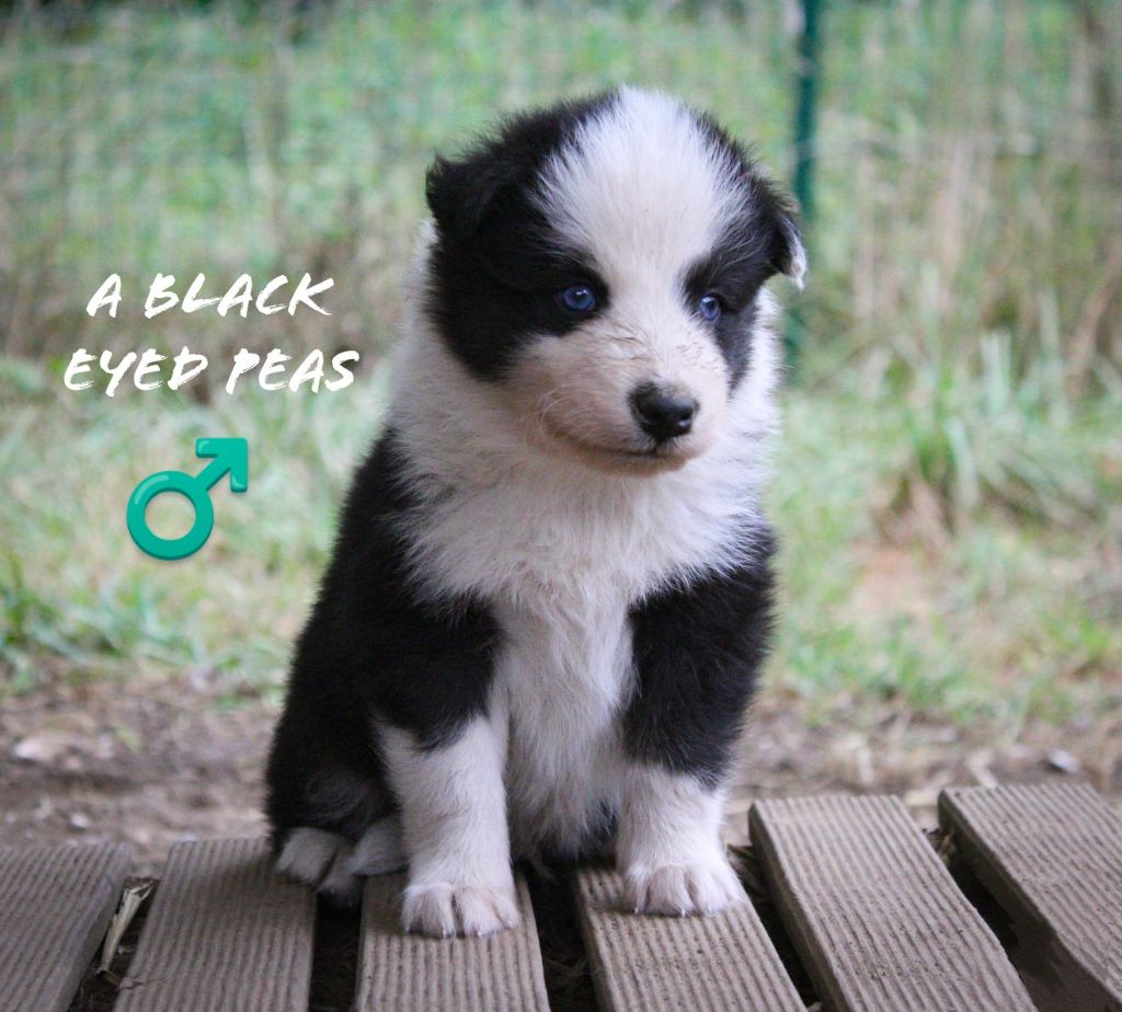 Moon Of Starlight - Chiots disponibles - Laika de iakoutie