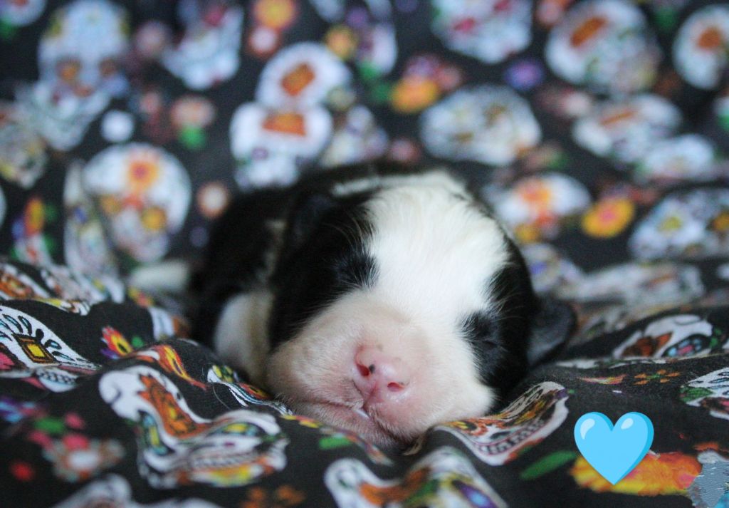 Moon Of Starlight - Chiots disponibles - Laika de iakoutie