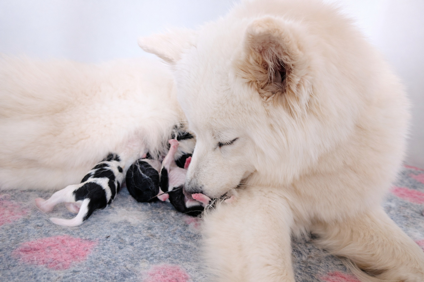 Chiot Laika de iakoutie Moon Of Starlight