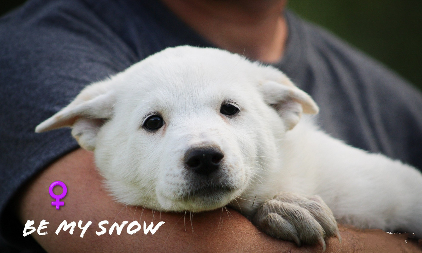 Moon Of Starlight - Chiots disponibles - Canaan Dog