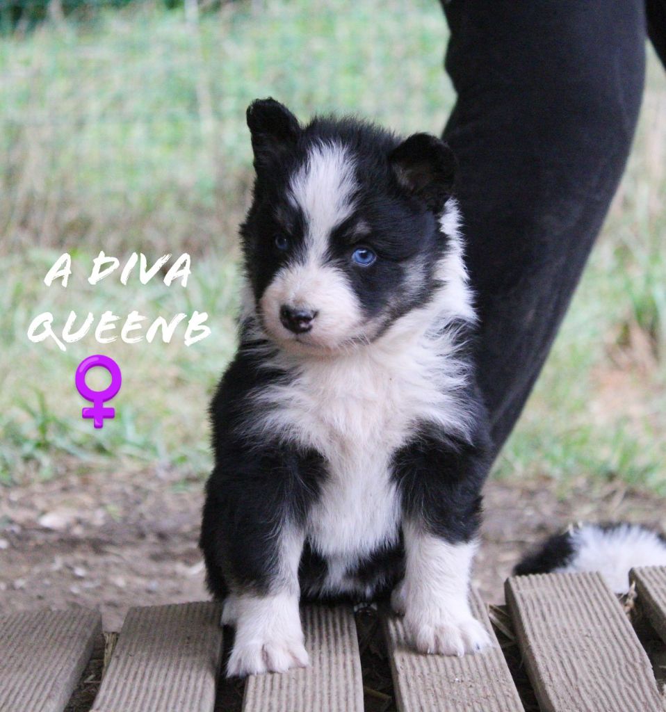 Moon Of Starlight - Chiots disponibles - Laika de iakoutie