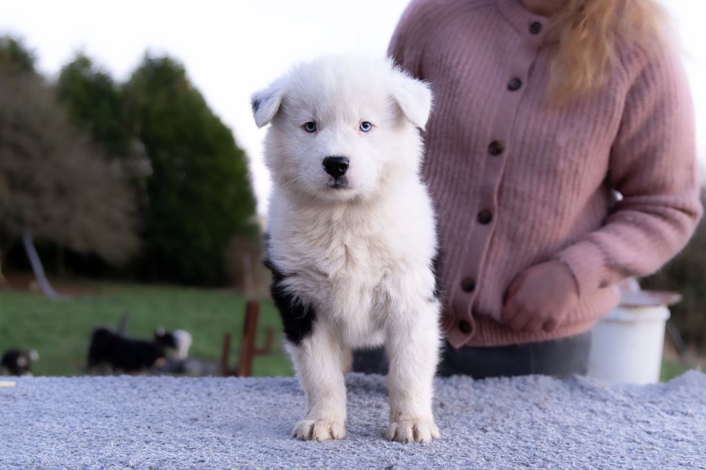 Moon Of Starlight - Chiots disponibles - Laika de iakoutie