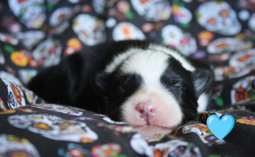 Moon Of Starlight - Chiots disponibles - Laika de iakoutie