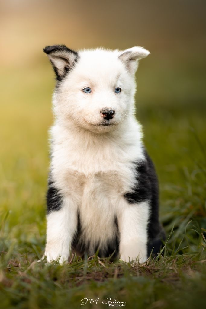 Moon Of Starlight - Chiots disponibles - Laika de iakoutie