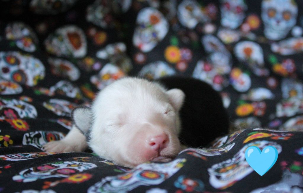 Moon Of Starlight - Chiots disponibles - Laika de iakoutie
