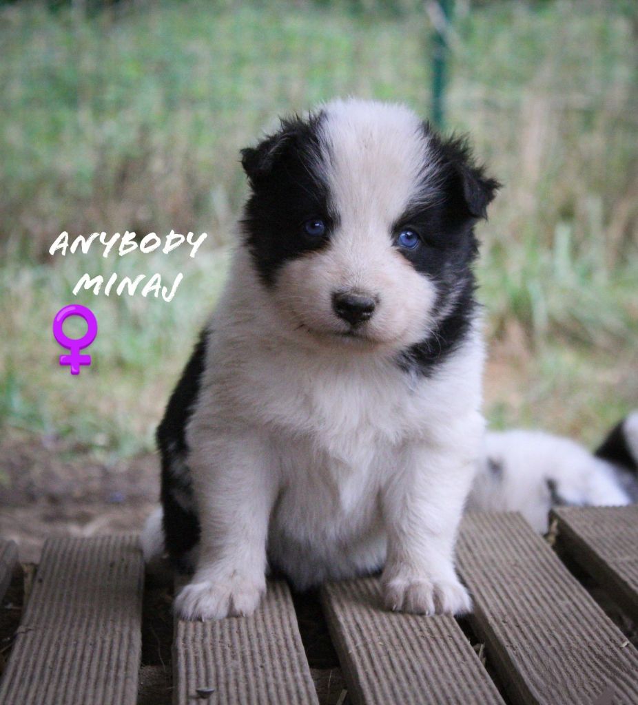Moon Of Starlight - Chiots disponibles - Laika de iakoutie