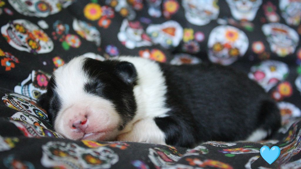 Moon Of Starlight - Chiots disponibles - Laika de iakoutie