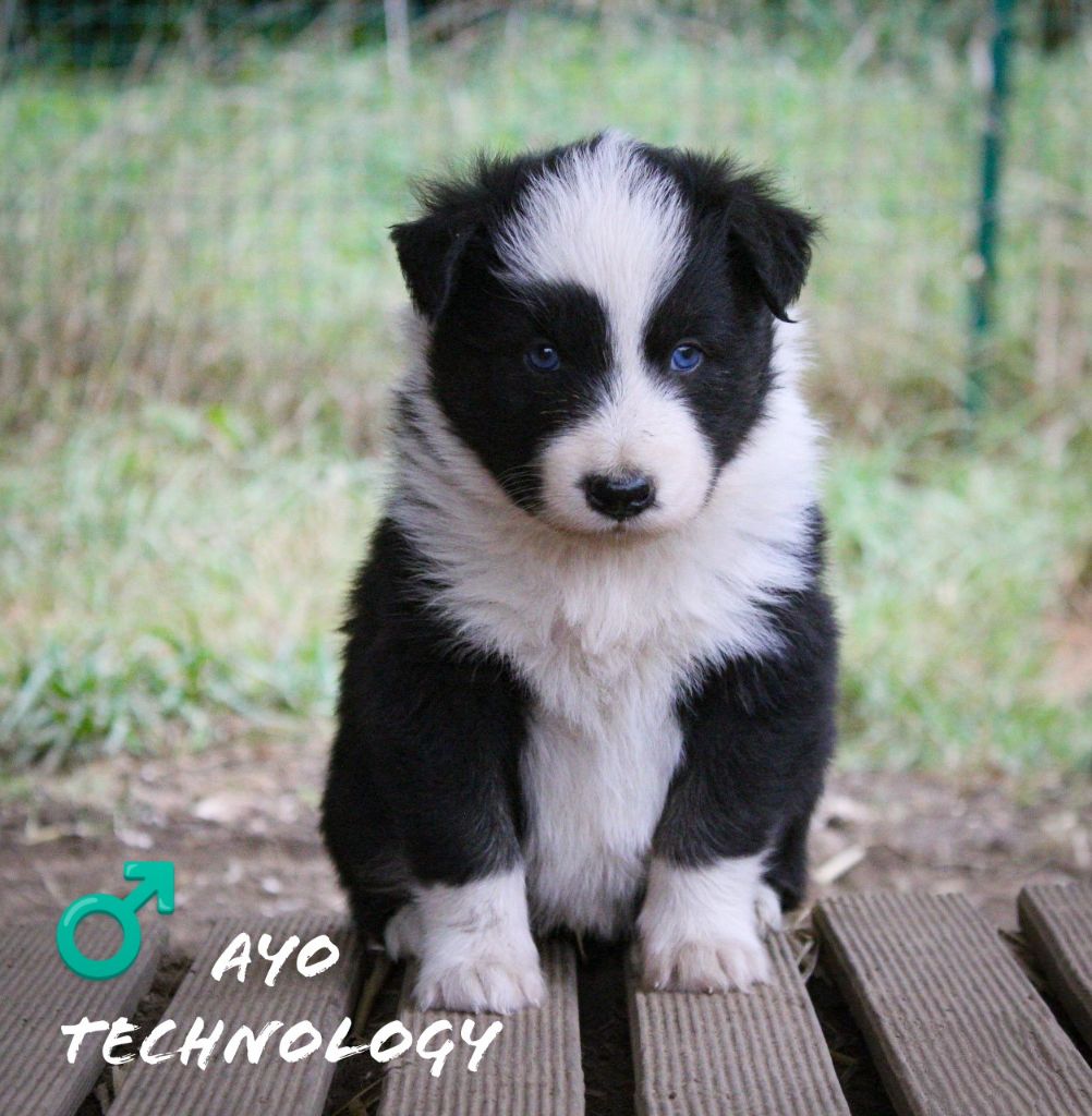 Moon Of Starlight - Chiots disponibles - Laika de iakoutie