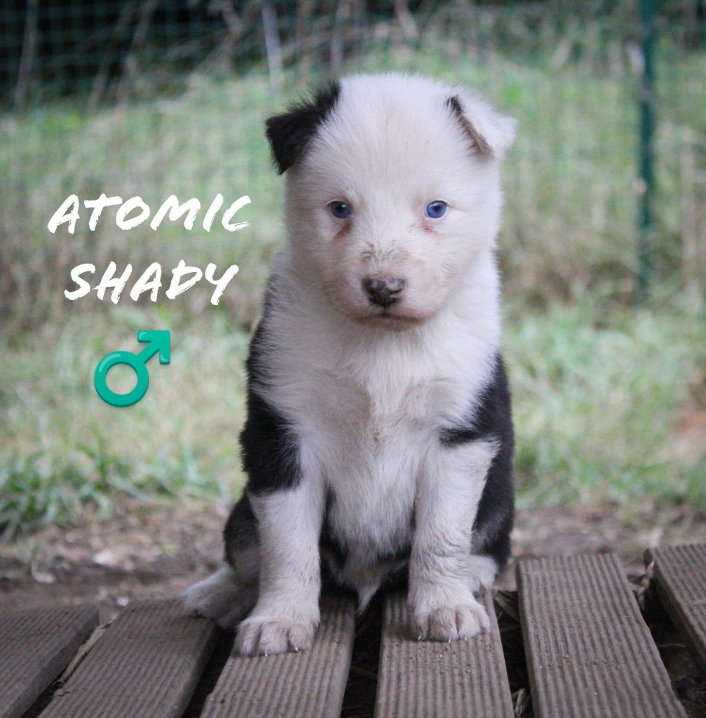 Moon Of Starlight - Chiots disponibles - Laika de iakoutie
