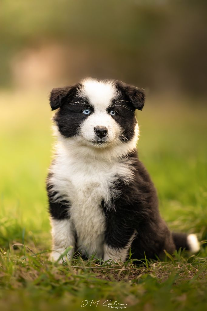 Moon Of Starlight - Laika de iakoutie - Portée née le 03/08/2025