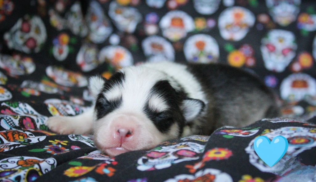 Moon Of Starlight - Chiots disponibles - Laika de iakoutie