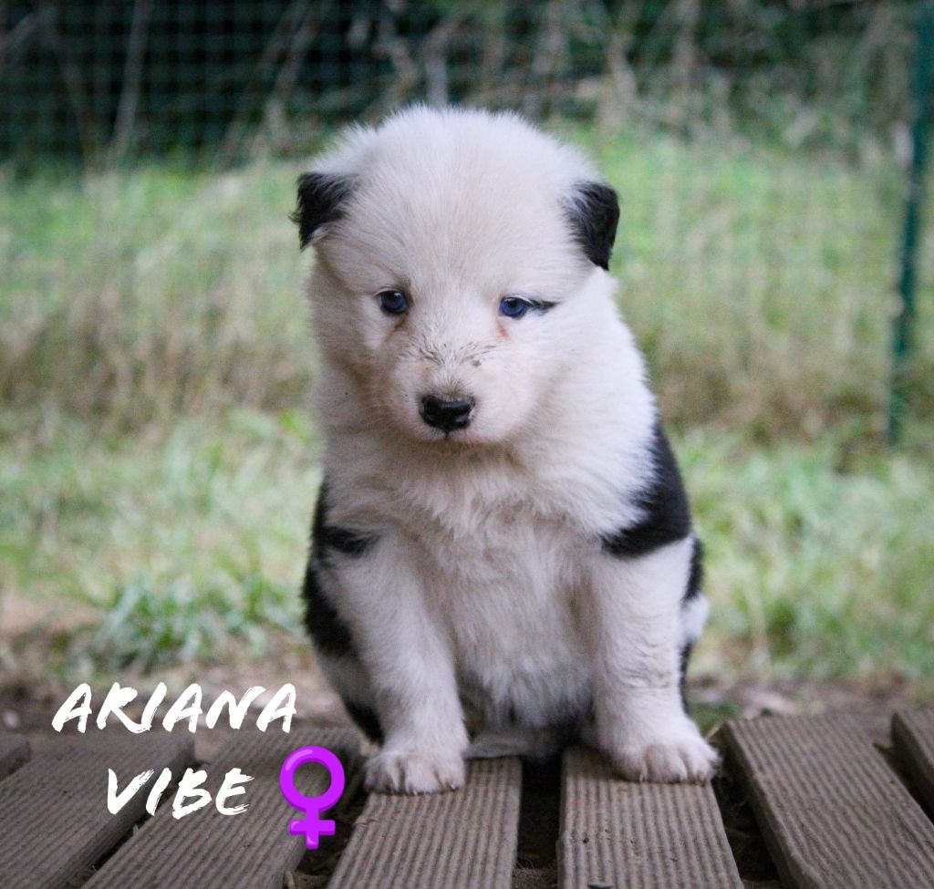 Moon Of Starlight - Chiots disponibles - Laika de iakoutie