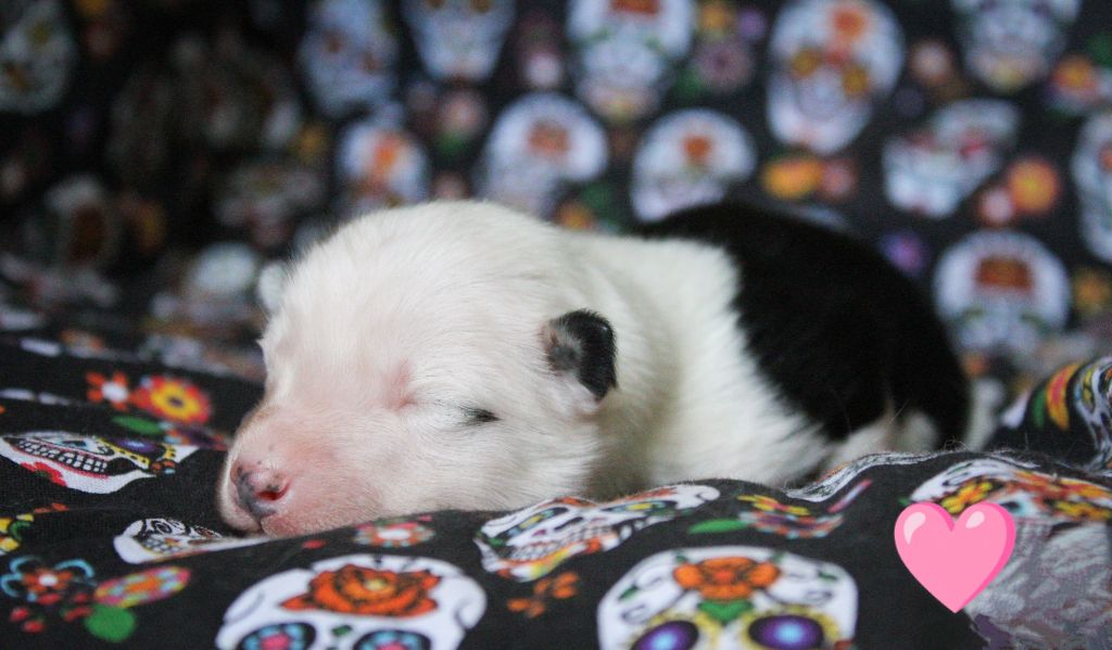 Moon Of Starlight - Chiots disponibles - Laika de iakoutie