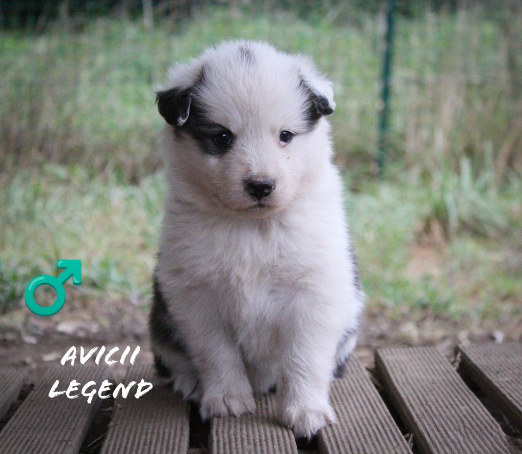 Moon Of Starlight - Chiots disponibles - Laika de iakoutie