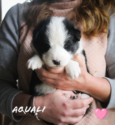 CHIOT