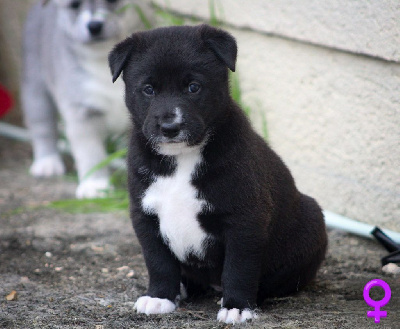 CHIOT 5