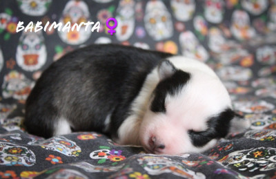 Babimanta