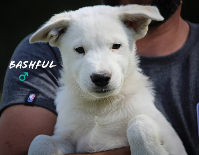 Chiot N°1