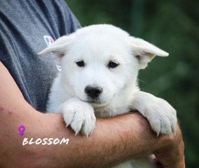 Chiot N°5