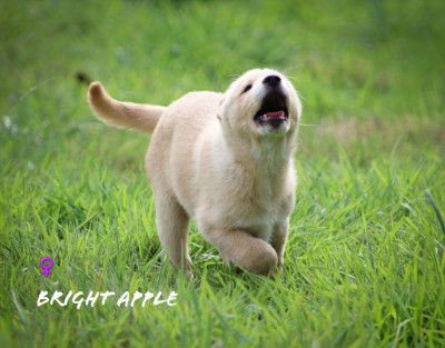 Chiot N°6