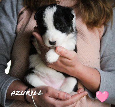 CHIOT