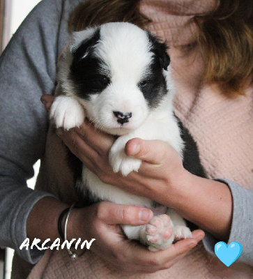 CHIOT