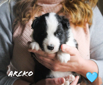 CHIOT