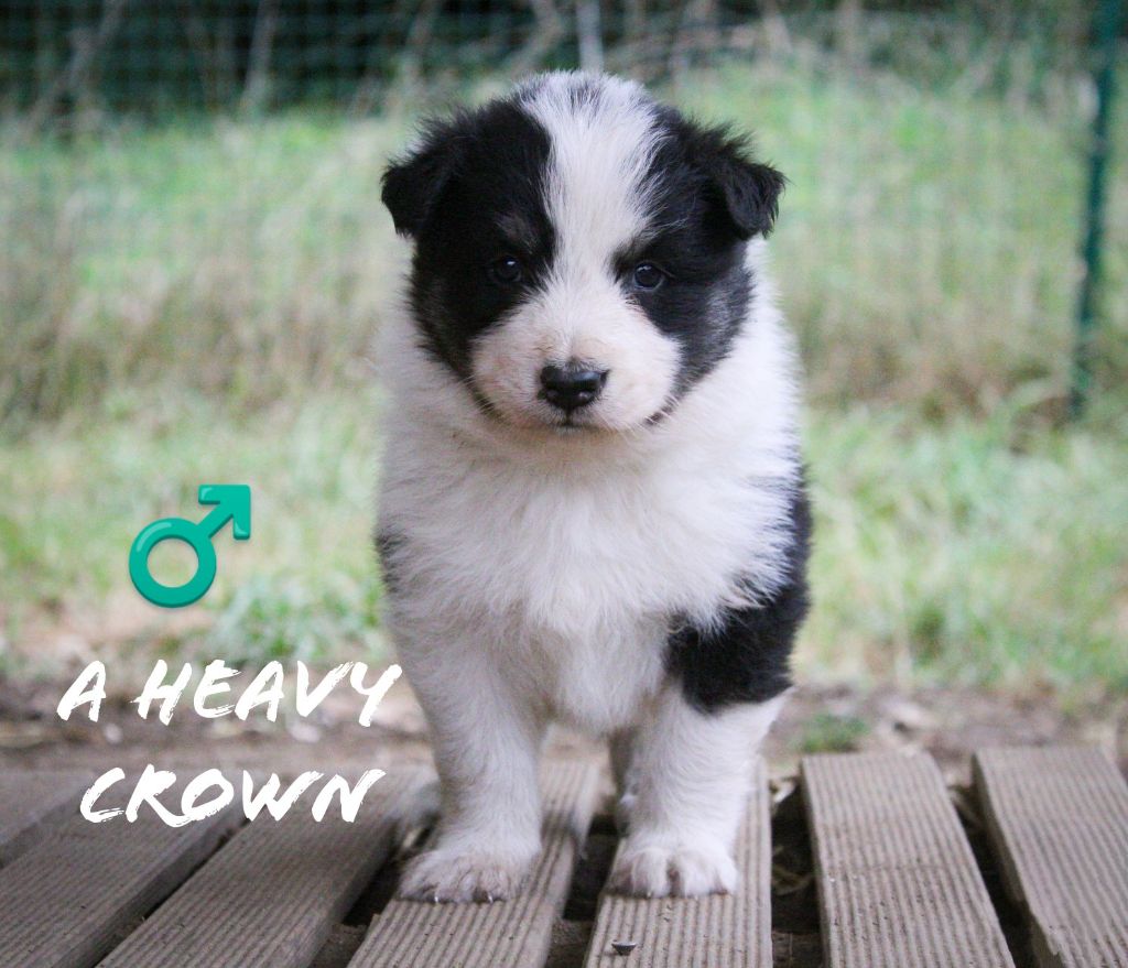 Moon Of Starlight - Chiots disponibles - Laika de iakoutie