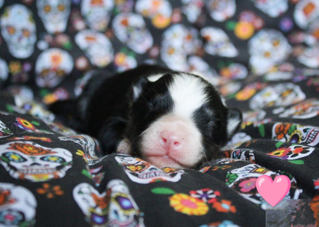Moon Of Starlight - Chiots disponibles - Laika de iakoutie