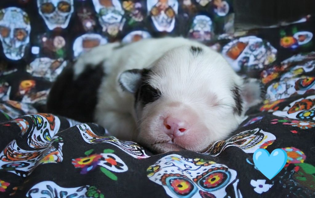 Moon Of Starlight - Chiots disponibles - Laika de iakoutie