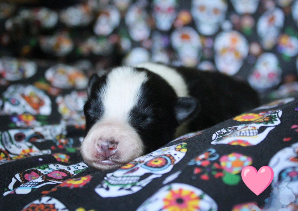 Moon Of Starlight - Chiots disponibles - Laika de iakoutie