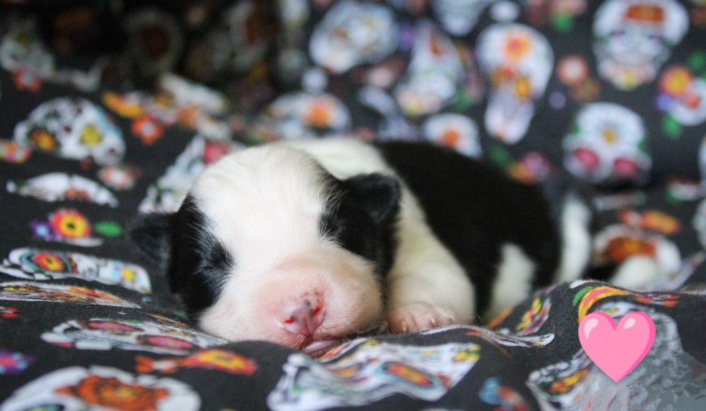 Moon Of Starlight - Chiots disponibles - Laika de iakoutie
